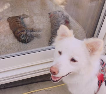 しろとり動物園に投稿された画像（2021/4/24）