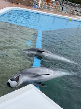 横浜・八景島シーパラダイスに投稿された画像（2021/4/25）