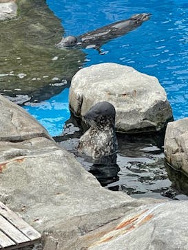 横浜・八景島シーパラダイスに投稿された画像（2021/4/25）