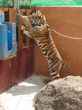 しろとり動物園に投稿された画像（2021/4/25）