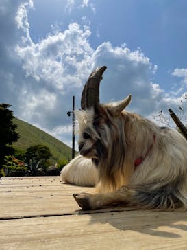 伊豆シャボテン動物公園に投稿された画像（2021/4/25）