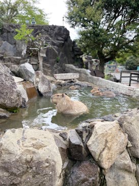 伊豆シャボテン動物公園に投稿された画像（2021/4/25）