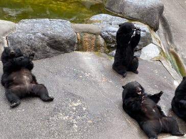 奥飛騨クマ牧場に投稿された画像（2021/4/25）