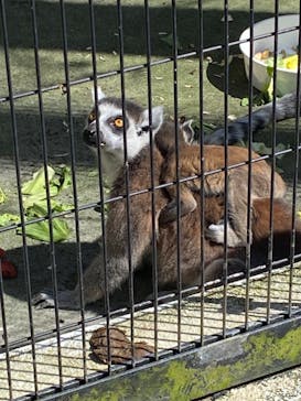 ネオパークオキナワに投稿された画像（2021/4/25）