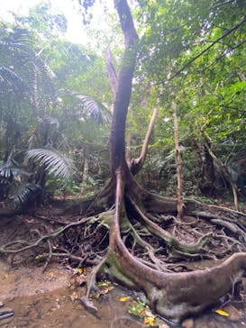 西表島 ADVENTURE PiPi（アドベンチャーピピ）に投稿された画像（2021/4/25）