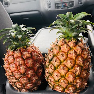 西表島 ADVENTURE PiPi（アドベンチャーピピ）に投稿された画像（2021/4/25）