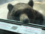 のぼりべつクマ牧場に投稿された画像（2021/4/26）