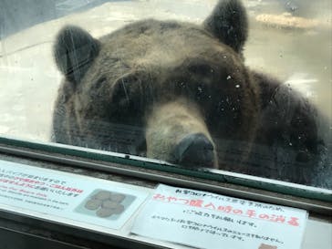 のぼりべつクマ牧場に投稿された画像（2021/4/25）