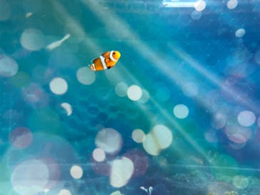 マクセル アクアパーク品川に投稿された画像（2021/4/26）