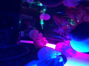 マクセル アクアパーク品川に投稿された画像（2021/4/26）