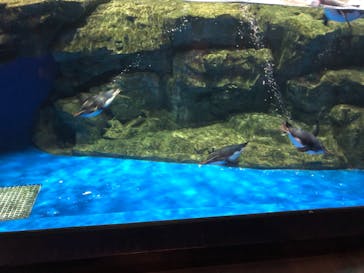 マクセル アクアパーク品川に投稿された画像（2021/4/26）