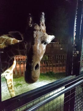 那須サファリパークに投稿された画像（2021/4/26）