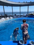 大分マリーンパレス水族館 「うみたまご」に投稿された画像（2021/4/26）
