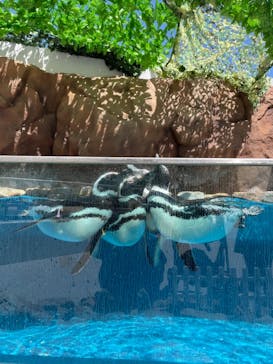大分マリーンパレス水族館 「うみたまご」に投稿された画像（2021/4/26）