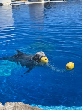 大分マリーンパレス水族館 「うみたまご」に投稿された画像（2021/4/26）