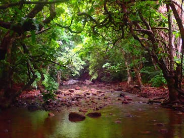 西表島 ADVENTURE PiPi（アドベンチャーピピ）に投稿された画像（2021/4/26）