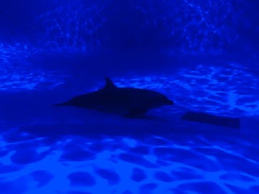 アクアワールド茨城県大洗水族館に投稿された画像（2021/4/26）