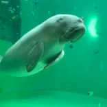 鳥羽水族館に投稿された画像（2021/4/26）