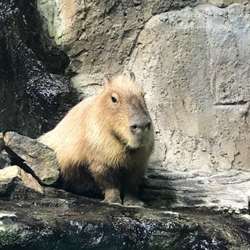 鳥羽水族館に投稿された画像（2021/4/26）