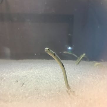 鳥羽水族館に投稿された画像（2021/4/26）