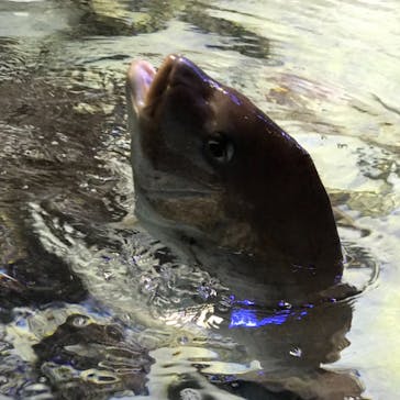 鳥羽水族館に投稿された画像（2021/4/26）
