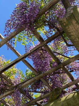 三溪園に投稿された画像（2021/4/27）