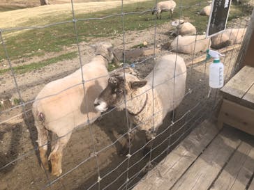 那須どうぶつ王国に投稿された画像（2021/4/27）