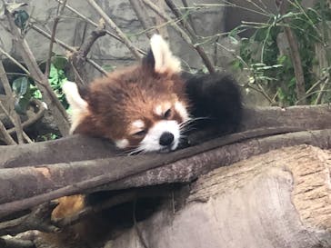 那須どうぶつ王国に投稿された画像（2021/4/27）