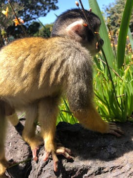 伊豆シャボテン動物公園に投稿された画像（2021/4/27）