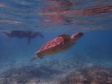 マリンヴィレッジ奄美に投稿された画像（2021/4/27）