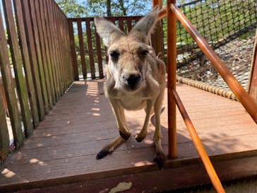 秋吉台自然動物公園 サファリランドに投稿された画像（2021/4/27）