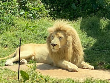 秋吉台自然動物公園 サファリランドに投稿された画像（2021/4/27）