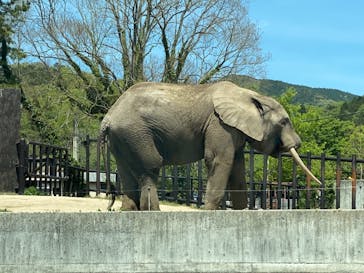 秋吉台自然動物公園 サファリランドに投稿された画像（2021/4/27）
