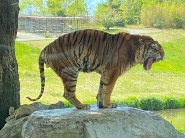 秋吉台自然動物公園 サファリランドに投稿された画像（2021/4/27）