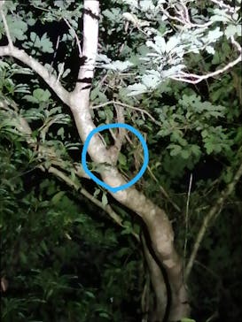 奄美ナイトガイドサービスに投稿された画像（2021/4/27）