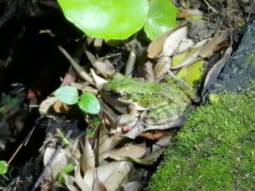 奄美ナイトガイドサービスに投稿された画像（2021/4/27）