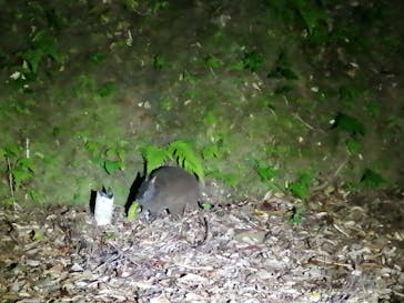 奄美ナイトガイドサービスに投稿された画像（2021/4/27）