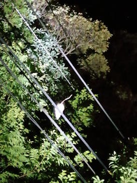 奄美ナイトガイドサービスに投稿された画像（2021/4/27）