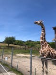 秋吉台自然動物公園 サファリランドに投稿された画像（2021/4/28）