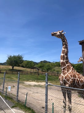 秋吉台自然動物公園 サファリランドに投稿された画像（2021/4/28）
