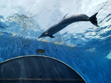 横浜・八景島シーパラダイスに投稿された画像（2021/4/28）