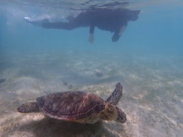 宮古島 ADVENTURE PiPi（ミヤコジマ アドベンチャー ピピ）に投稿された画像（2021/4/28）