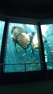 下田海中水族館に投稿された画像（2021/4/29）