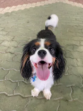 わんダフルネイチャーヴィレッジに投稿された画像（2021/4/29）