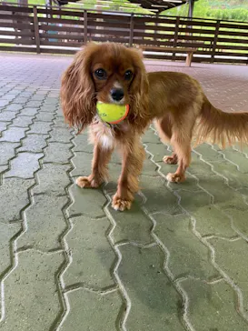 わんダフルネイチャーヴィレッジに投稿された画像（2021/4/29）