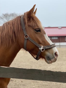 ノーザンホースパークに投稿された画像（2021/4/29）