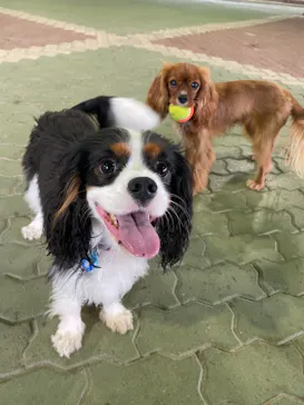 わんダフルネイチャーヴィレッジに投稿された画像（2021/4/29）