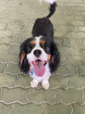 わんダフルネイチャーヴィレッジに投稿された画像（2021/4/29）