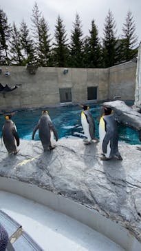 旭川市旭山動物園に投稿された画像（2021/4/29）