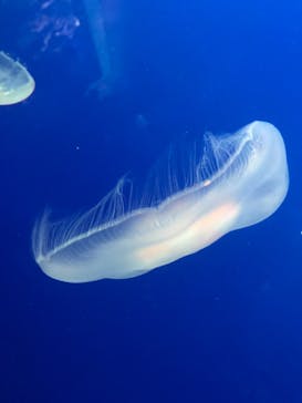 新江ノ島水族館に投稿された画像（2021/4/29）